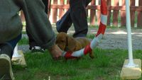 Sozialisierungsphase - Welpenspielstunde (11)